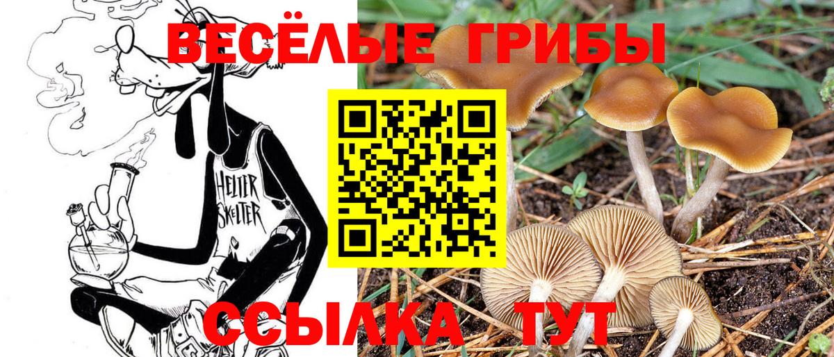 Галлюциногенные грибы Psilocybe Россошь